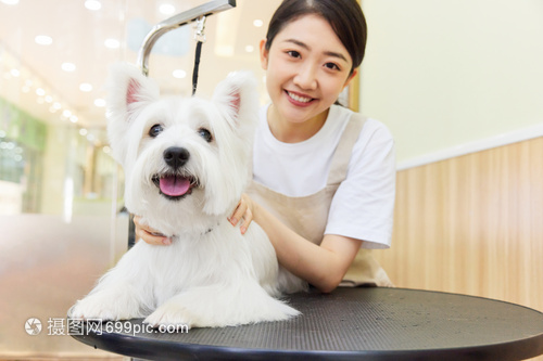 寵物美容師給寵物狗狗做美容